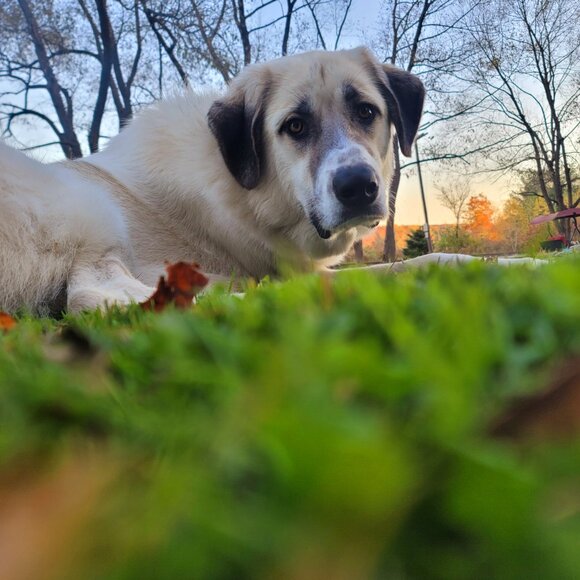 Meet your Posher, Maci - Picture 2 of 11